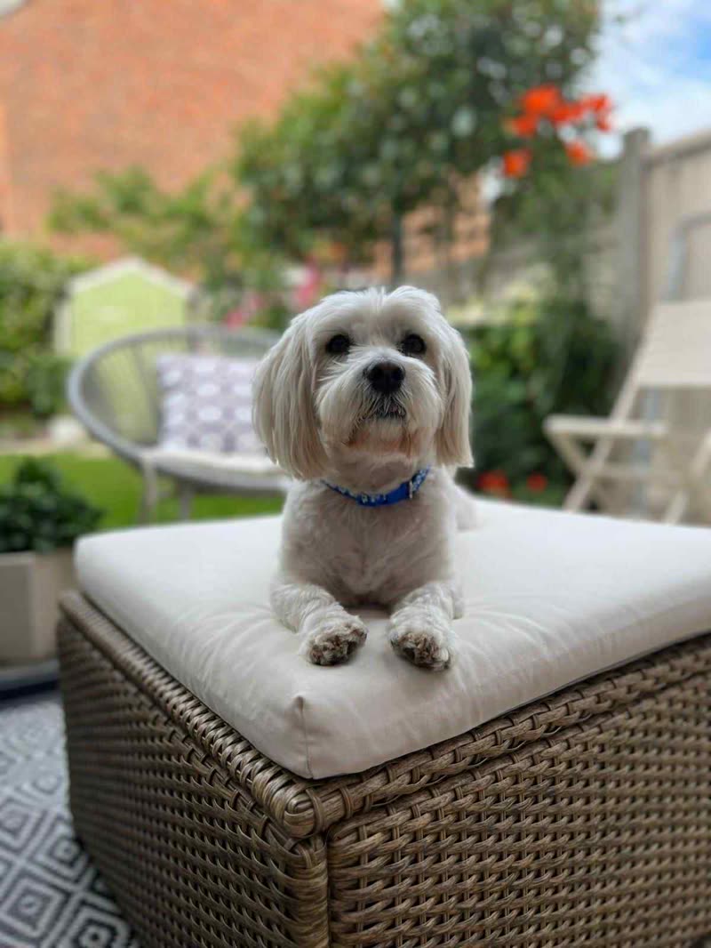 Small white Maltese-type dog on a wicker ottoman in a sunny back garden behind the house