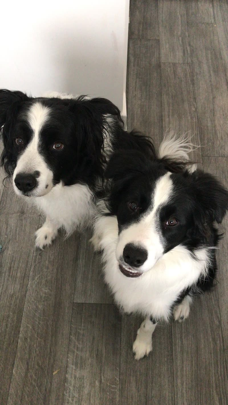 Two black-and-white border collies looking up from a wood-effect floor indoors