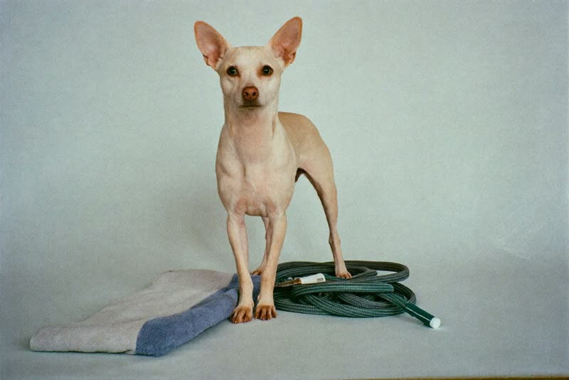 Small dog waiting beside a towel before a wash