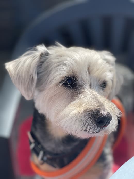 Scruffy grey-and-white schnauzer-type dog in an orange collar after a groom