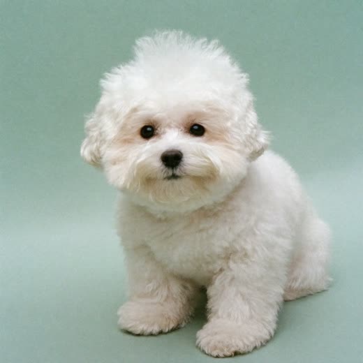 Small white dog freshly bathed