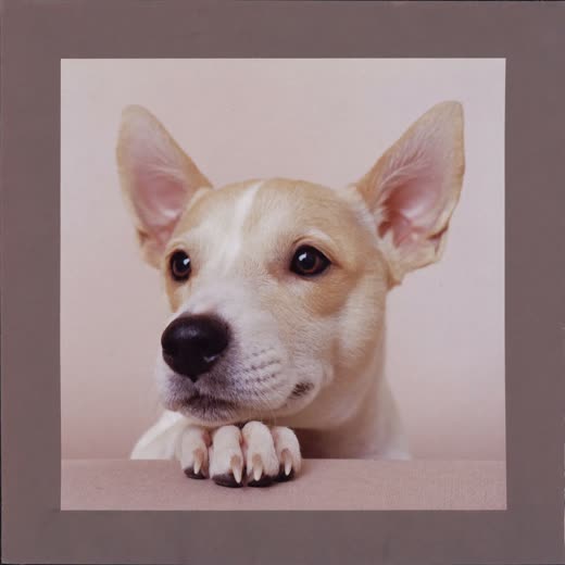 Close-up of a small dog's neatly trimmed paw
