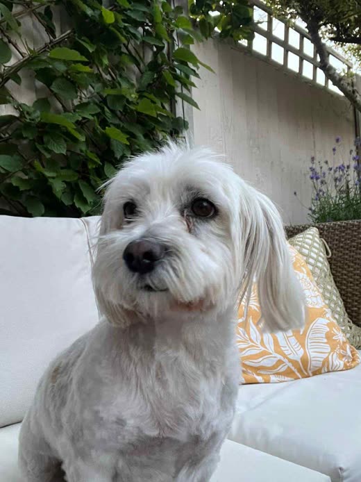 Small white fluffy terrier-cross with a freshly trimmed face sitting on a cushion